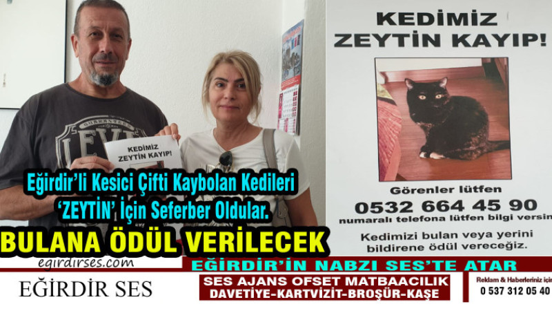 Kaybolan Kedileri ‘ZEYTİN’ İçin Seferber Oldular.