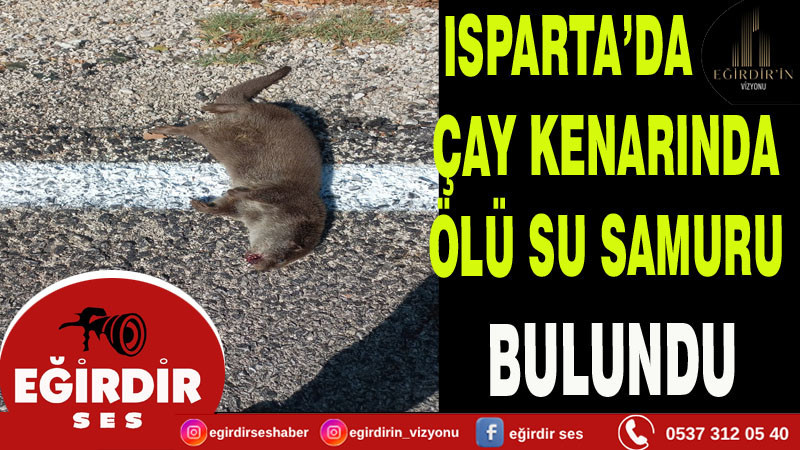Isparta’da çay kenarında ölü su samuru bulundu