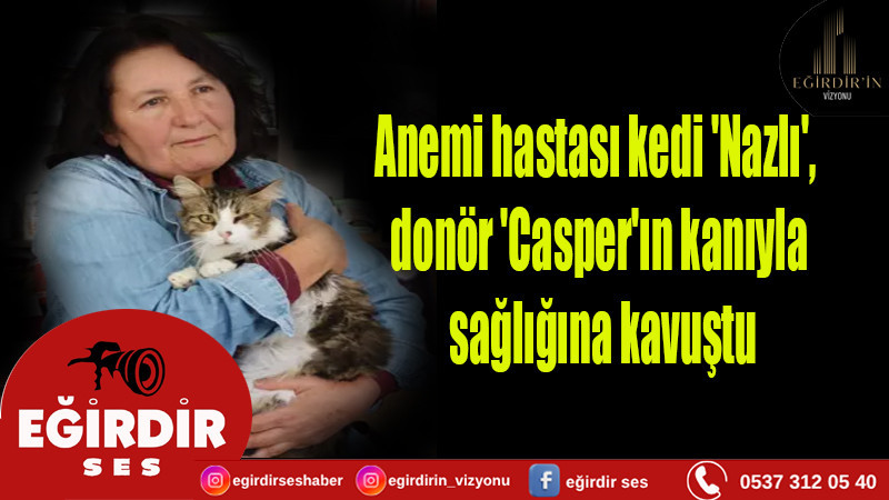 Anemi hastası kedi 'Nazlı', donör 'Casper'ın kanıyla sağlığına kavuştu