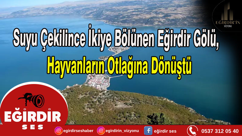 Suyu Çekilince İkiye Bölünen Eğirdir Gölü,Hayvanların Otlağına Dönüştü