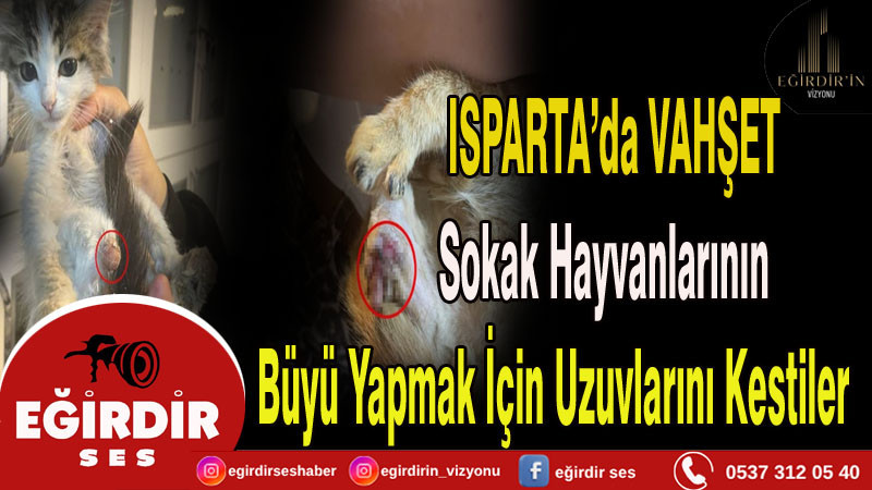 Isparta 'da Vahşet Sokak Hayvanlarının Bağlama Büyüsü Yapmak için Uzuvlarını Kestiler