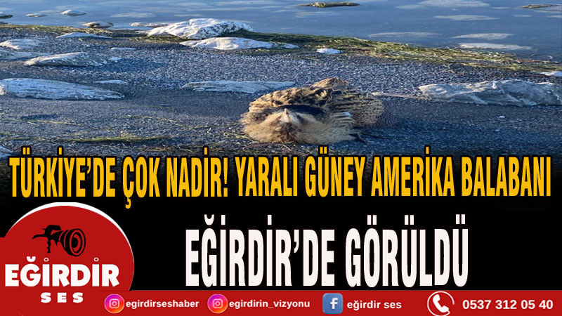 Eğirdir Gölü’nde Yaralı Güney Amerika Balabanı Koruma Altına Alındı