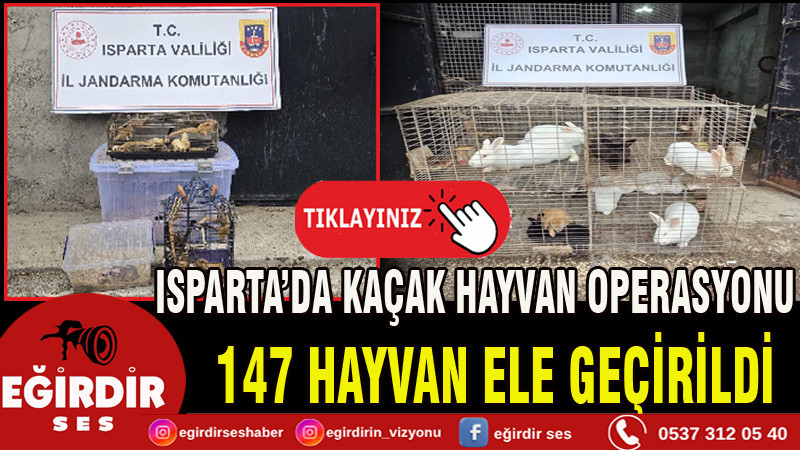 ISPARTA’DA KAÇAK HAYVAN OPERASYONU 147 HAYVAN ELE GEÇİRİLDİ