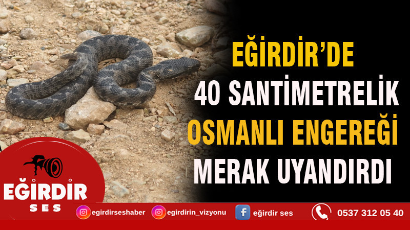 Eğirdir’de 40 Santimetrelik Osmanlı Engereği Merak Uyandırdı