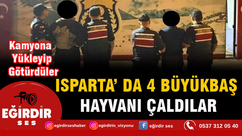 Isparta'da 4 büyükbaş hayvanı çaldılar