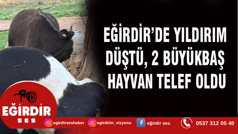 EĞİRDİR’DE YILDIRIM DÜŞTÜ, 2 BÜYÜKBAŞ HAYVAN TELEF OLDU