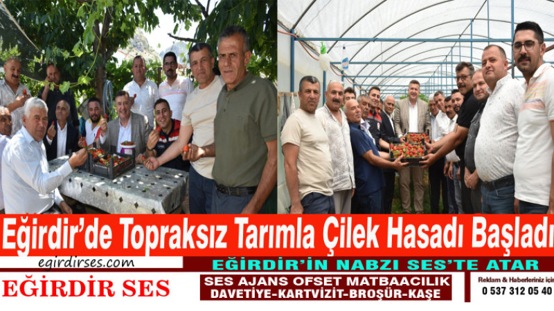Eğirdir’de Topraksız Tarımla Çilek Hasadı Başladı