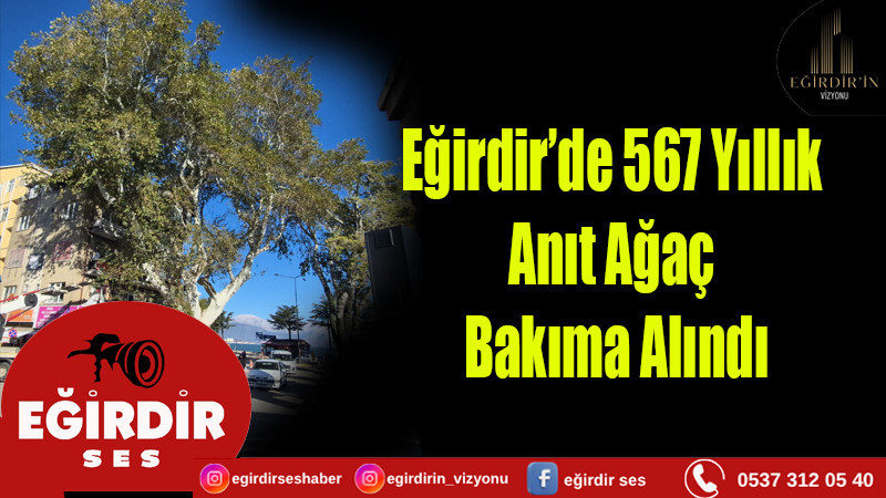 567 Yıllık Anıt Ağaç Bakıma Alındı