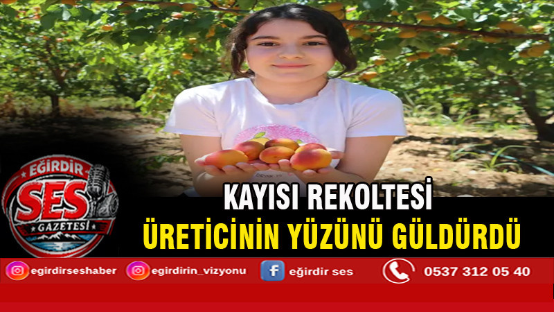 Kayısı rekoltesi üreticinin yüzünü güldürdü