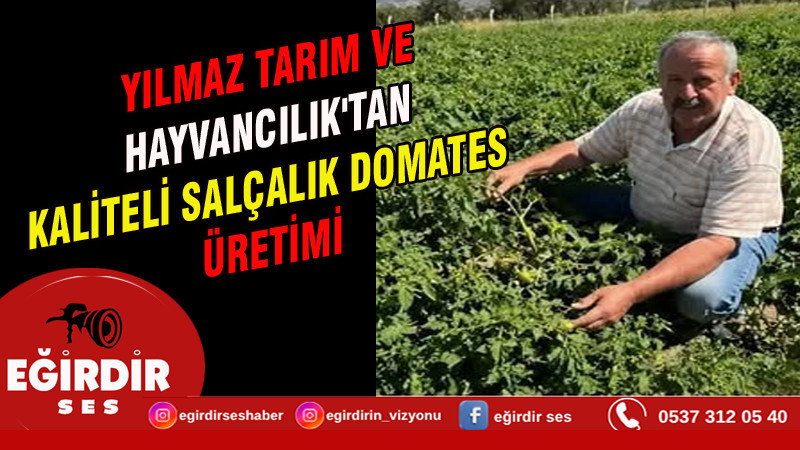 Yılmaz Tarım ve Hayvancılık'tan Kaliteli Salçalık Domates Üretimi