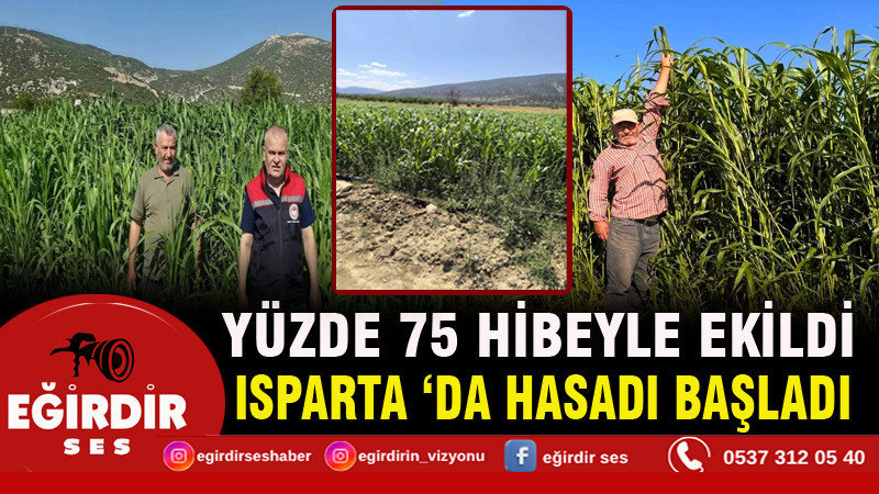 Isparta’da sorgum-sudan otu bereketi