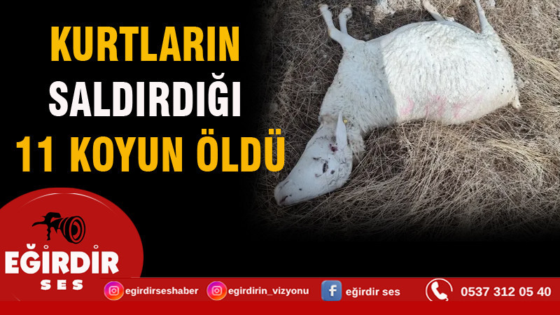 KURTLARIN SALDIRDIĞI 11 KOYUN ÖLDÜ