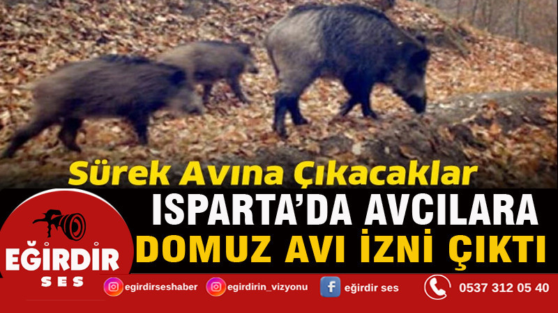 Isparta'da avcılara domuz avı izni çıktı
