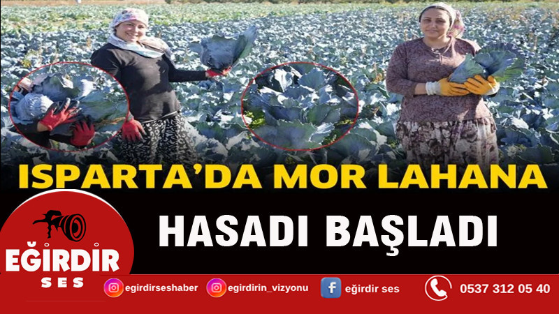 Isparta’da mor lahana hasadı başladı